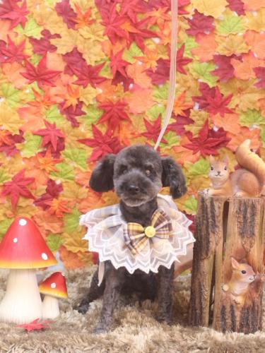 20241117ディロンくん